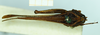 CollectionObject 1477358; 84585d28-da07-4b49-9c3d-9310df39b96b, NHMUK010924791: male, dorsal view (syntype). (CollectionObject).
