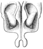 Arachnoscelis (Centrophisis) magnifica Hebard, 1927: Pl. XXI, Fig. 8 (after type). male subgenital plate, ventral view. (Otu).