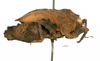 CollectionObject 1567872; 44ae025e-fecc-499b-a4d6-d2d6aaf79477: female, lateral view (paralectotype). (CollectionObject).