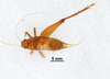 CollectionObject 1522930; c11ff712-6bae-4808-b1a2-f2c333c033f9: Male, dorsal view (holotype). (CollectionObject).