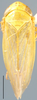 Habitus, dorsal view: Doliotettix lunulatus, dorsal habitus (NMNH). (Observation).