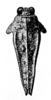 Storozhenkotettix amphinotoides (Günther, 1939): Fig. 47 [turned 90°]. female, dorsal view. (Otu).