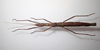 Isagoras asperus (Bellanger & Conle, 2013): copyright MNHN, Paris. female, dorsal view (paratype). (Otu).