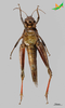 CollectionObject 2245782; Unioeste Cascavel K-0921, 27f31e1f-6531-4c3b-ba98-3032ca252014: Female, ventral view. (CollectionObject).