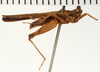 CollectionObject 1529934; e6db05fe-1a4a-4610-a676-b0a62fe8b5df: male, lateral view (holotype). (CollectionObject).