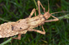 copyright Paul D. Brock. female: head and thorax, dorsal view (culture stock 2014, ex. Sabah, Kina-balu). Depicts Haaniella scabra (Redtenbacher, 1906), an Otu.