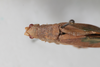 CollectionObject 1505828; 46d00773-5781-491c-9abb-7d9dd14d9757: Female, dorsal view (syntype). (CollectionObject).
