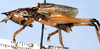 CollectionObject 1531381; NMW 2596, 4704480c-c2eb-45dd-b30a-d2ed8fa76552: male, lateral view (holotype). (CollectionObject).