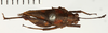 CollectionObject 1529894; 167722f3-fd61-4d51-942c-570b312c93a0, NRM-ORTH0012904: female, dorsal view (lectotype). (CollectionObject).