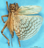CollectionObject 1578134; 96177bd7-43db-491e-9c10-d9f1491eee82: female, dorsal view. (CollectionObject).