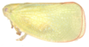 Habitus, lateral view: !! display not done !! on Geisha distinctissima (Walker, 1858): Park, J., Lee, B. W., & Jung, S. (2021). Taxonomic review of the family Flatidae (Hemiptera: Auchenorrhyncha: Fulgoroidea) from Korea. Journal of Asia-Pacific Biodiversity, 14(4), 514-525. (Observation).