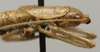 CollectionObject 1535072; 179ea9f6-d1aa-4703-bc4d-0d54d9524364: male pronotum lateral (lectotype). (CollectionObject).