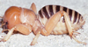CollectionObject 2779858; 94a2aabe-90b8-4115-a2b1-6b9c37dbc6c4, CAS Entomology type 20162: (CollectionObject).
