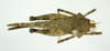 CollectionObject 1535348; b47c9016-466c-4141-b012-083fae68e5a4: holotype male, dorsal view. (CollectionObject).