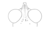 Talamancacris palustris Rowell, 1995: Fig. 6D. male head, dorsal view. (Otu).
