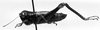 CollectionObject 1541672; 1fc73050-31c3-4cc6-a8d9-298c0c8506ba: Image Carbonell, C.S. female, lateral view (allotype). (CollectionObject).