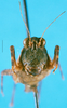 CollectionObject 1568340; e205bdff-a995-4541-9c90-1155db8d7b76: female, frontal view. (CollectionObject).