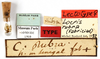 Other: !! display not done !! on Locris rubra (Fabricius, 1794): (Observation).