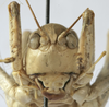 Mongolodectes kaszabi Bazyluk, 1972: male face (paratype). (Otu).
