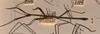 CollectionObject 1559405; 1046c8d2-723b-4527-b54c-82f230e1a3ee: copyright UMO. male, lateral view of synonym Phasma (Lonchodes) uniforme (holotype). (CollectionObject).