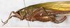 CollectionObject 1566601; c8b1dd2a-0010-4789-9b4d-643d7abdbc21: female, lateral view (paralectotype). (CollectionObject).