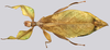 CollectionObject 1591392; 7d78fac1-fa80-45ea-815a-c34b7173b32e: copyright ISAS Yunan. female, dorsal view (holotype). (CollectionObject).