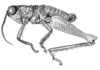 Galidacris agilis Descamps & Amédégnato, 1972: Fig. 110. male habitus. (Otu).