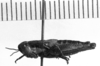 CollectionObject 1530196; a969ab1c-1128-4aef-9943-4abcd212a2b8: Image Carbonell, C.S. female, lateral view (syntype). (CollectionObject).