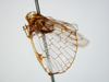 Habitus, lateral view on Armacia clara (Stål, 1859): (Observation).