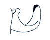 Cornops paraguayense (Bruner, 1906): male cercus, lateral view. (Otu).