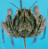 CollectionObject 1501791; e1780ab3-f93d-47ae-a21f-0a668a81c020: female, frontal view. (CollectionObject).