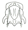 Fijipyrgus gracilis Kevan, 1966: Fig. 2 D. male terminalia, dorsal view. (Otu).