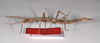 CollectionObject 1556991; c99f642c-06e2-4d37-a7d6-2016fad93fc7: copyright ZMB, Berlin. female, lateral view of Acanthoderus cornutus (syntype). (CollectionObject).;CollectionObject 1556992; 4054a909-f579-40f6-9dcc-72cb0887fbc8: copyright ZMB, Berlin. female, lateral view of Acanthoderus cornutus (syntype). (CollectionObject).