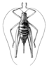 Fig. 171. female, dorsal view. Depicts Odontura (Odontura) microptera Chopard, 1943, an Otu.