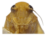 Head, frontal view on Biza craspa Kramer, 1962: Male holotype [USNM]: head, frontal view. (Observation).