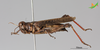 CollectionObject 2245782; Unioeste Cascavel K-0921, 27f31e1f-6531-4c3b-ba98-3032ca252014: Female, lateral view. (CollectionObject).
