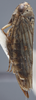 Habitus, lateral view: !! display not done !! on Exitianus obscurinervis (Stål, 1859): Lateral. (Observation).