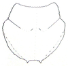 Crypsicerus cubicus Saussure, 1888: Fig. 18. pronotum. (Otu).