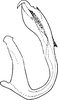 Aedeagus, lateral view on Agnesiella (Draberiella) quinquemaculata (Distant, 1918): Aedeagus, lateral view. (Observation).