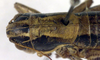 CollectionObject 1500451; ebf5f54a-4bb5-4caf-9fdf-ee58b6e7a36d, DORSA BTantakdHTF: pronotum, dorsal view (holotype of Anterastes akdaghensis). (CollectionObject).