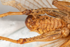 CollectionObject 1475028; c1b5666e-5796-468f-96e3-c976934aef77: male, ventral view (syntype). (CollectionObject).
