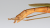 CollectionObject 1560025; e6a1366b-7f0b-45f3-a370-9011e91e14f1: copyright ZMUH, Hamburg. female: end of abdomen, lateral view (syntype). (CollectionObject).;CollectionObject 1560026; f74f5d9a-9f4f-4c4b-b5e9-29193cdca0b0: copyright ZMUH, Hamburg. female: end of abdomen, lateral view (syntype). (CollectionObject).