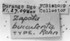 CollectionObject 1533549; c376789a-1d0e-4443-b586-e86d3d8df0a1: Image Carbonell, C.S. labels (holotype of Zapata bucculenta). (CollectionObject).