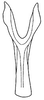 Connective on Bahita amapana Linnavuori & DeLong, 1978: Bahita amapana, connective, ventrally. (Observation).