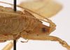 CollectionObject 1534510; 702e5152-55d5-4bd6-ac4a-9a3d37e29d7f: male pronotum, lateral view (holotype). (CollectionObject).