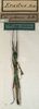 CollectionObject 1558639; NMW 738, bc38f472-b698-4c90-bdb1-4378b8ebecf1: copyright NMW, Vienna. male (holotype). (CollectionObject).