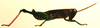 Pagdenia rufipes Miller, 1934: Pl. XIII, Fig. 5. male habitus (total length 18 mm). (Otu).