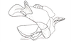 Yungasus hebardi (Liebermann, 1941): Fig. 28. phallic complex, lateral view. (Otu).