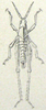 Xyronotus aztecus Saussure, 1884: Pl. II, 12a. male, dorsal view. (Otu).