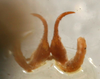 CollectionObject 1517121; b07f54e8-cb80-40a9-a257-5e3b685e7e38: male titillator (holotype). (CollectionObject).